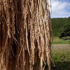 亀ノ尾　玄米　5ｋｇ　天日干し・自然栽培（農薬：栽培期間中不使用・無肥料・無除草剤）　鳥取より　2022年度産