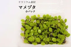 2025年最新】マメヅタの人気アイテム - メルカリ