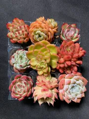 2025年最新】多肉植物 韓国苗 セットの人気アイテム - メルカリ