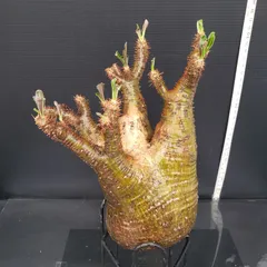 グラキリス　現地球　５本枝　まん丸　コレクション株　厳選 fit=scale-down,w=1200
