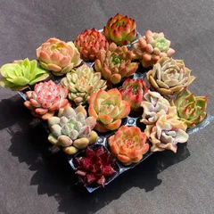 エケベリア多肉植物セット 楽天市場】多肉植物 oriミックスベリア No.056 サンセットグレイ