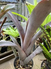 エクメア ムルフォーディ マルバ  Aechmea mulfordii malva 　キンクマ農園☆A0005