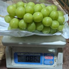 超大房🍇800ｇ以上！超特大シャインマスカット