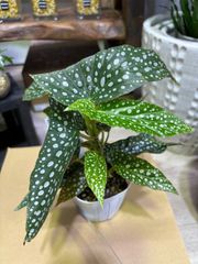 ベゴニア・ホワイトアイス　３号　キレイ　観葉植物　インテリア　グリーン　花　木立