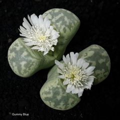 コノフィツム ピクツラツム CKF-2 多肉植物 コノフィツム ピクツラツム CKF－2