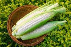 【メロン超えの糖度！十勝産の美味しいとうもろこし】秀品 北海道 十勝産 雪の妖精 とうもろこし トウモロコシ クール便発送 白いトウモロコシ スイートコーン