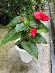 特価　アンスリウム　赤　7号　花　観葉植物　インテリア　グリーン　華やか　オシャレ