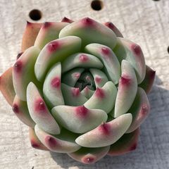 コロラータ　多肉植物　エケベリア　カット苗