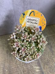 多肉　ヒメシュウレイ　多肉植物　ポットごと