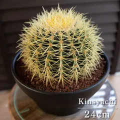 金鯱　8号　2鉢　5月20日発送 キンシャチ⭐︎金鯱8号⭐︎5月20日発送分⭐︎2鉢セット価格