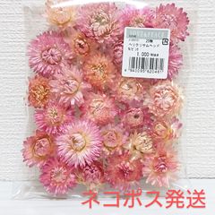 東北花材 ヘリクリサム ヘッド ピンク新品1袋