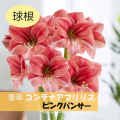 コンテナアマリリス　ピンクパンサー1球
