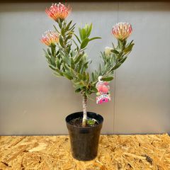 ④ リューコスペルマム ジョーイリボン 5号 オージープランツ ピンクッション 美株 ①