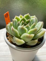【多肉植物】エッセンス　韓国苗　エケベリア