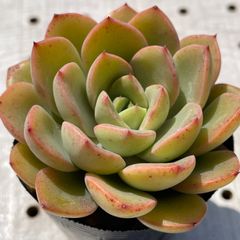 ビューティーフル&チャーミング　多肉植物　エケベリア