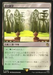 【中古】マジックザギャザリング 0258[R]：【WHO】梢の眺望/Canopy Vista