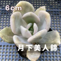 専用　原始ロンギシマ錦　抜き苗&ブルーメタル錦&乙女心錦&フローレンス錦（2種） 専用 原始ロンギシマ錦 抜き苗&ブルーメタル錦&乙女心錦