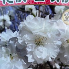 花桃　白咲桃　白桃　苗木