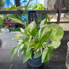 専用【極斑】フィロデンドロン セローム トリカラー ミント斑入り