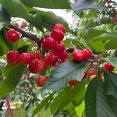 山形産 紅秀峰 700g 2L 贈答品 農家直送 - メルカリ