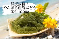 やんばる産 海ぶどう 茎付 4kg 新品 - メルカリ