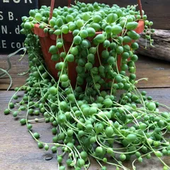 2024年最新】多肉植物 土 室内用の人気アイテム - メルカリ