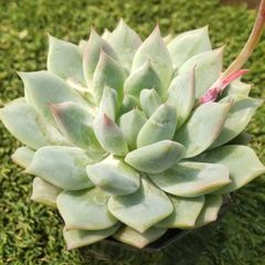 多肉植物 エケベリア属 プリズム