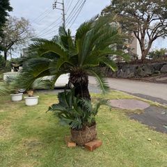 ダブルヘッド】ソテツ - メルカリ