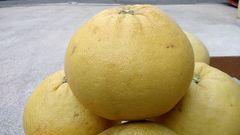 紅まどか(文旦) 2玉  2.5kg 甘酸っぱくて美味しい♪