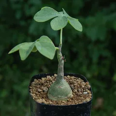 アデニア グラウカ【大株 胴周り34cm】現品 アデニア グラウカ【大株 胴周り34cm】現品 ザ・ファーム