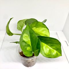 ポトス グローバルグリーン　ポット発送