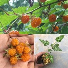 ⭐️紅葉苺苗1鉢(大)⭐️最高峰美味しい木苺⭐️ もみじいちご