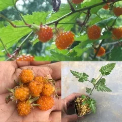 ⭐️紅葉苺苗1鉢(大)⭐️最高峰美味しい木苺⭐️ もみじいちご