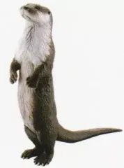 2025年最新】ニホンカワウソの人気アイテム - メルカリ