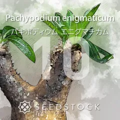 [種子] パキポディウム エニグマチカム 10粒｜SEEDSTOCKのサムネイル