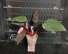 フィロデンドロン　ピンクプリンセスPhilodendron Pink Princess