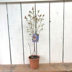 ブルーベリーサンシャインブルー５号鉢