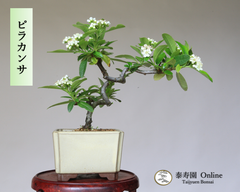 『ピラカンサ』 小品盆栽【泰寿園Online】現品 一点物 雑木 真柏 松柏 松 初心者 室内 鑑賞 趣味 卓上盆栽 盆栽鉢 グリーン 和 ギフト プレゼント ミニ盆栽 誕生日 母の日 父の日 敬老の日 記念日 お祝い 優良葉性 インテリア 1
