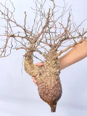 【2025年8月26日輸入分 新鮮株①】オペルクリカリア パキプス ベアルート 今回パキプスのベアルート株販売は 大阪33株 東京33株 となります