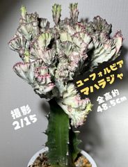 ユーフォルビア　マハラジャ　接木　多肉植物