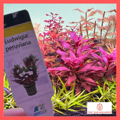 希少】Ludwigia peruviana ルドウィジア・ペルビアーナ　1株 アクアリウム　水草