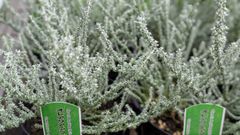 【５号鉢】オレアリア　アフィン　シルバーリーフ　寄せ植え　オージープランツ　おしゃれ