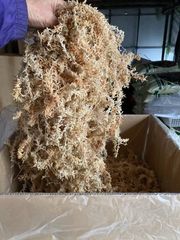 ニュージーランド産水苔　AAAAグレード　オリジナル特選　500ｇ