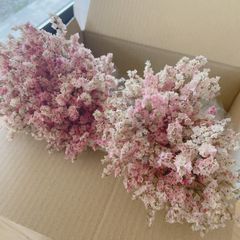 ハイブリッドスターチス