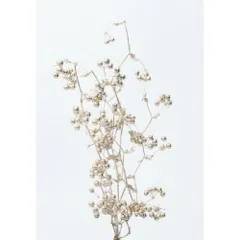 【新品・5営業日で発送】大地農園 EARTH MATTERSサンキライのツル(実付き)約40cm プラチナ (22214-932)のサムネイル