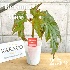 【観葉植物】木立ちベゴニア アリスN 矢竹タイプ 2.5号ポット テラリウム