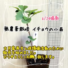 無農薬栽培イチョウの小苗⑨