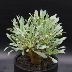 ※メルカリ便 【オトンナ ユーフォルビオイデス】 Othonna euphorbioides