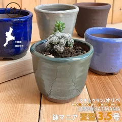 HATIMANIA 鉢マニア  ウチョウラン オリベ 3.5号 鉢づくし 盆栽鉢 観葉植物 サボテン 多肉植物 ミニ盆栽 Sサイズ 三重県 国内ブランド ハチマニア 陶器 ミニ植物 ミニプランター 鉢植え 穴開き コンパクト 区分60Y GR513-3-5のサムネイル