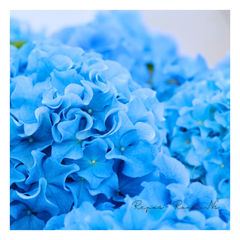 アジサイ：クレイジーテンシア（４号鉢）新品種　フリル咲き紫陽花　希少　紫陽花　ハイドランジア　母の日　ギフト　鉢花